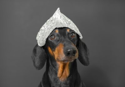 dog halloween costume-stock pull
